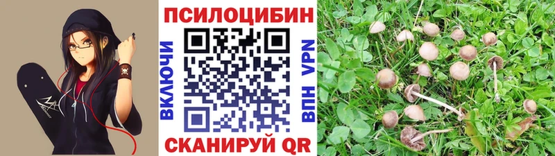 купить   Яблоновский  mega tor  Галлюциногенные грибы прущие грибы 